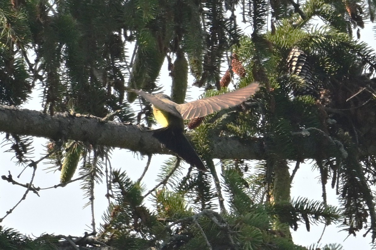 Tyran de l'Ouest - ML638971988