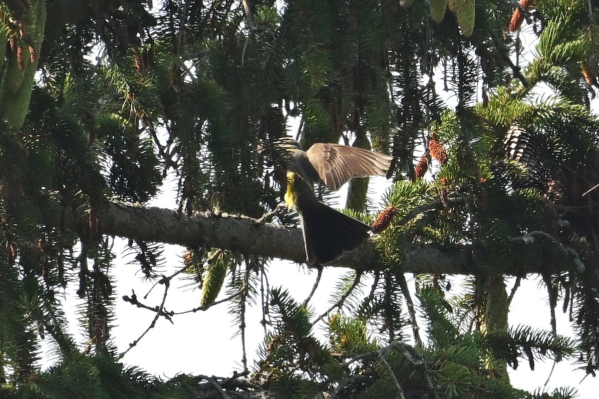 Tyran de l'Ouest - ML638971992