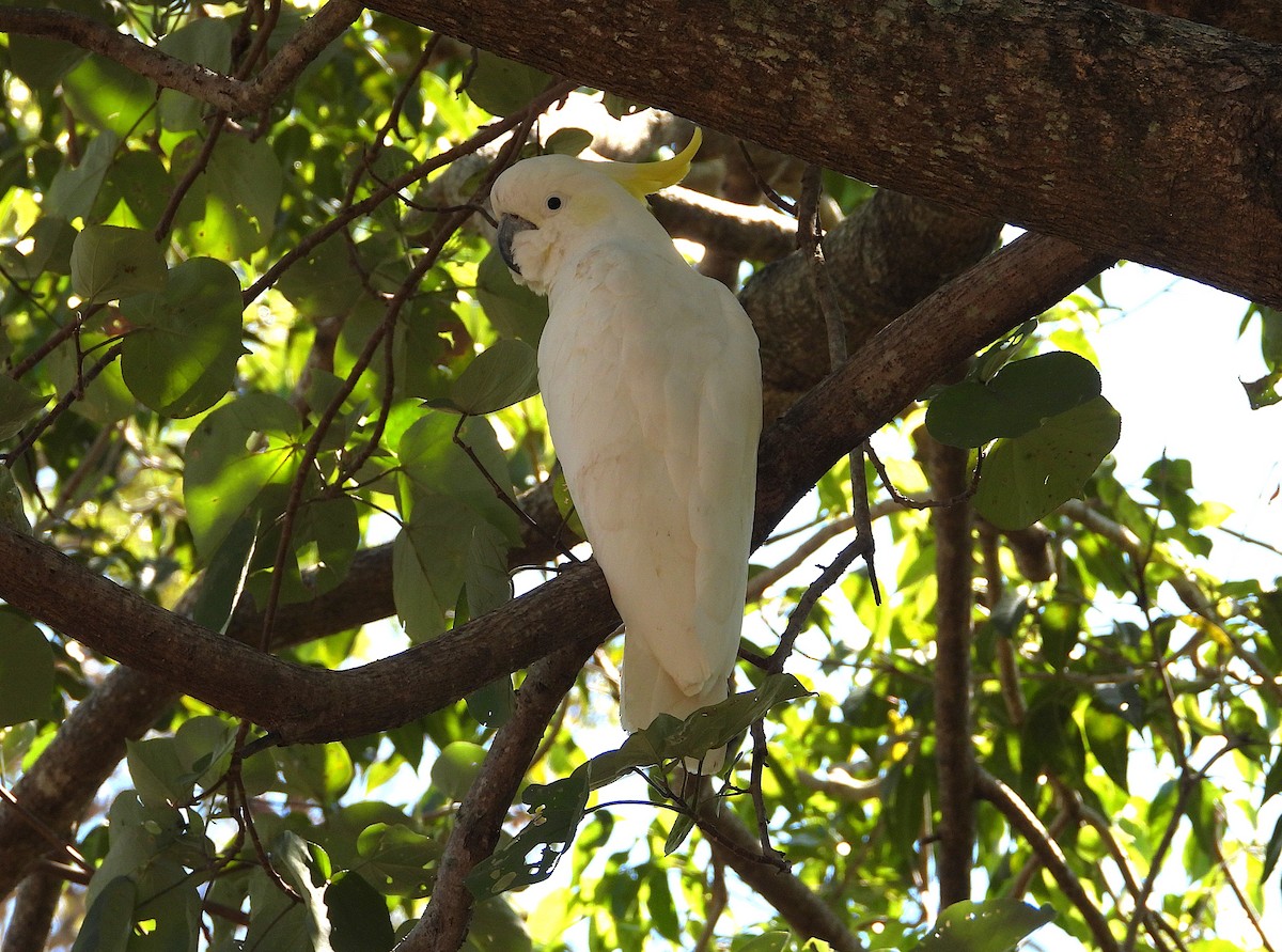 Sulphur-crested Cockatoo - ML638971995