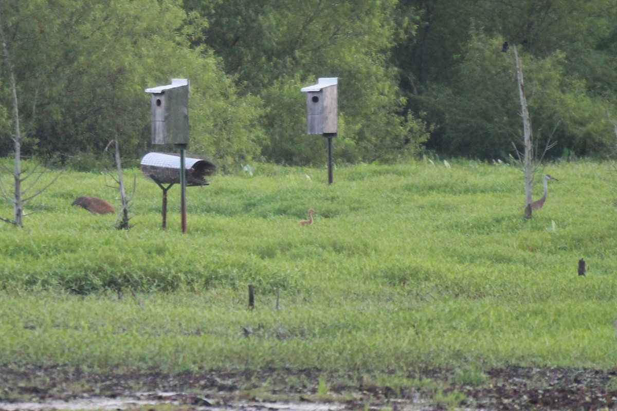 Sandhill Crane - ML638971996