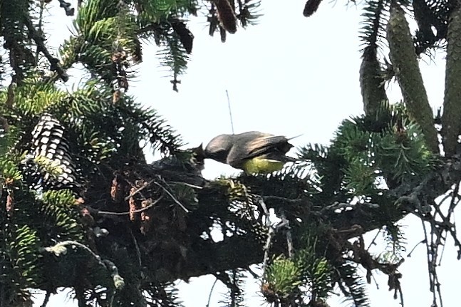 Hybride Tyran de l'Ouest x T. tritri - ML638972001