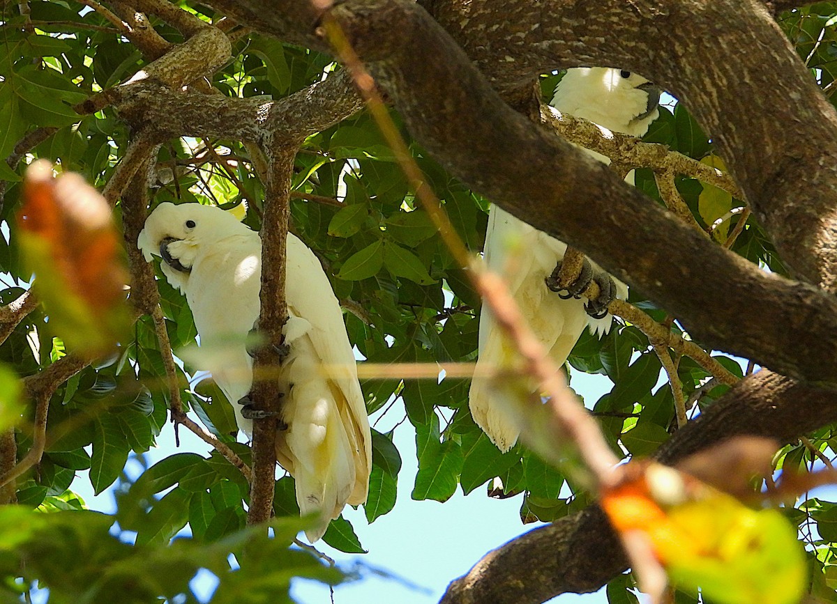 Sulphur-crested Cockatoo - ML638972003