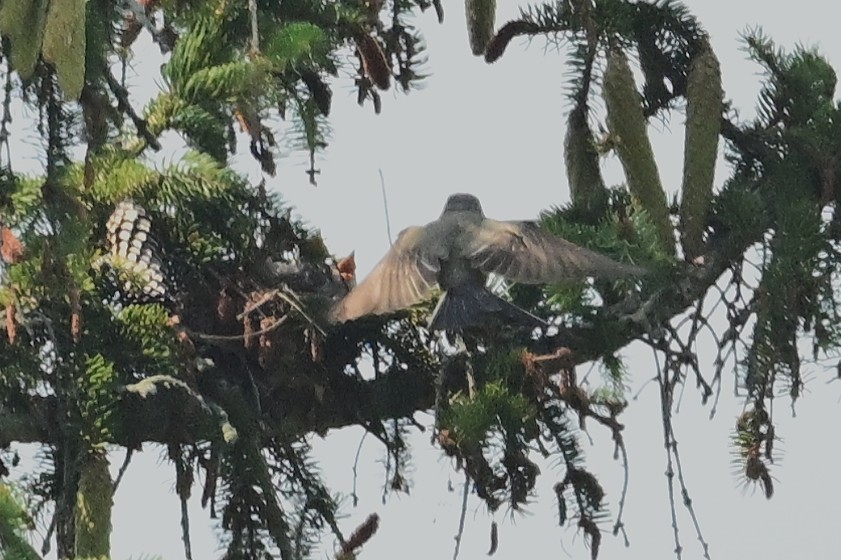 Hybride Tyran de l'Ouest x T. tritri - ML638972004