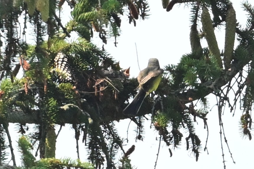 Hybride Tyran de l'Ouest x T. tritri - ML638972005