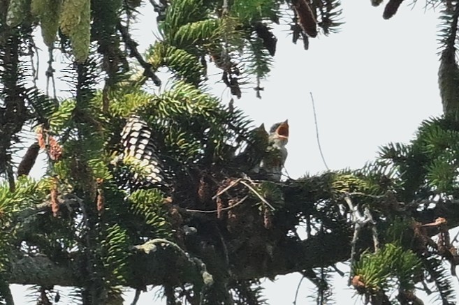 Hybride Tyran de l'Ouest x T. tritri - ML638972006