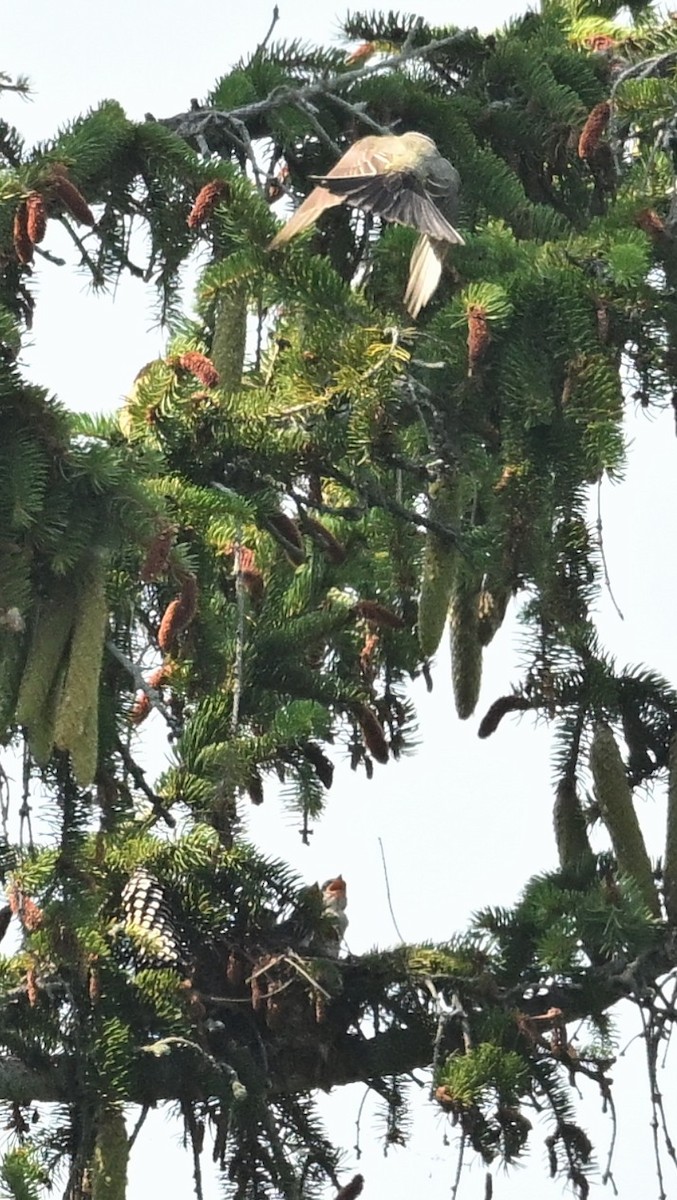 Hybride Tyran de l'Ouest x T. tritri - ML638972007