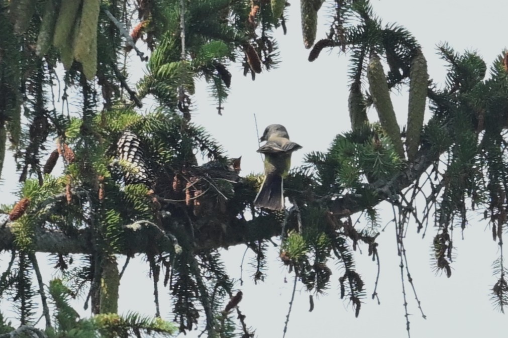 Hybride Tyran de l'Ouest x T. tritri - ML638972012