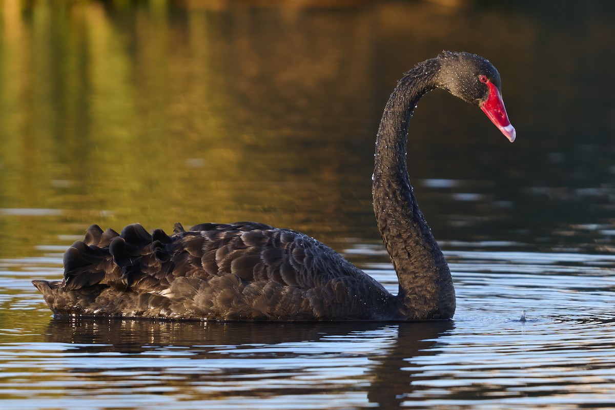 Black Swan - ML638972057