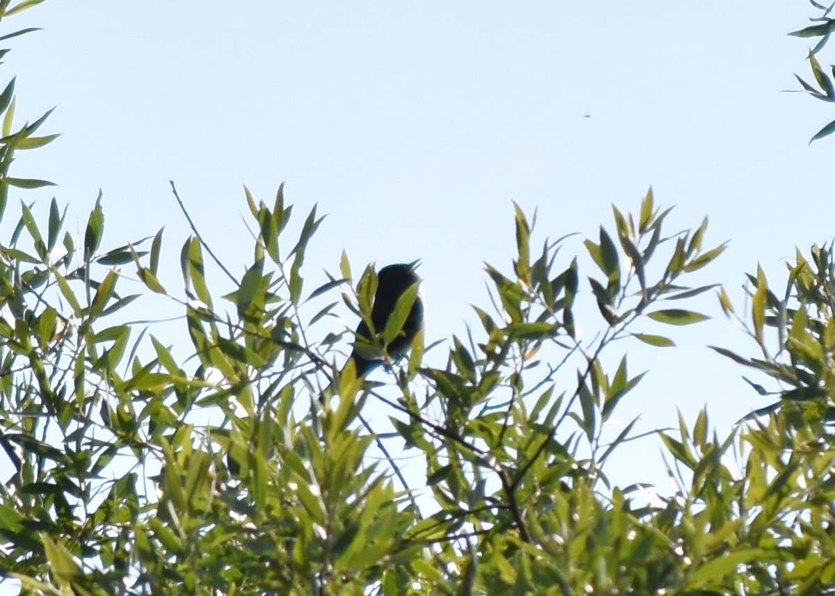 Alder Flycatcher - ML638972060