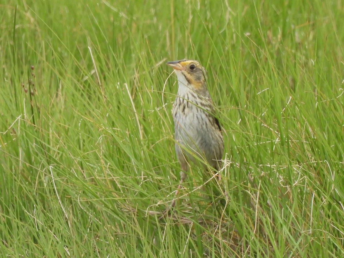 Saltmarsh Sparrow - ML638972067