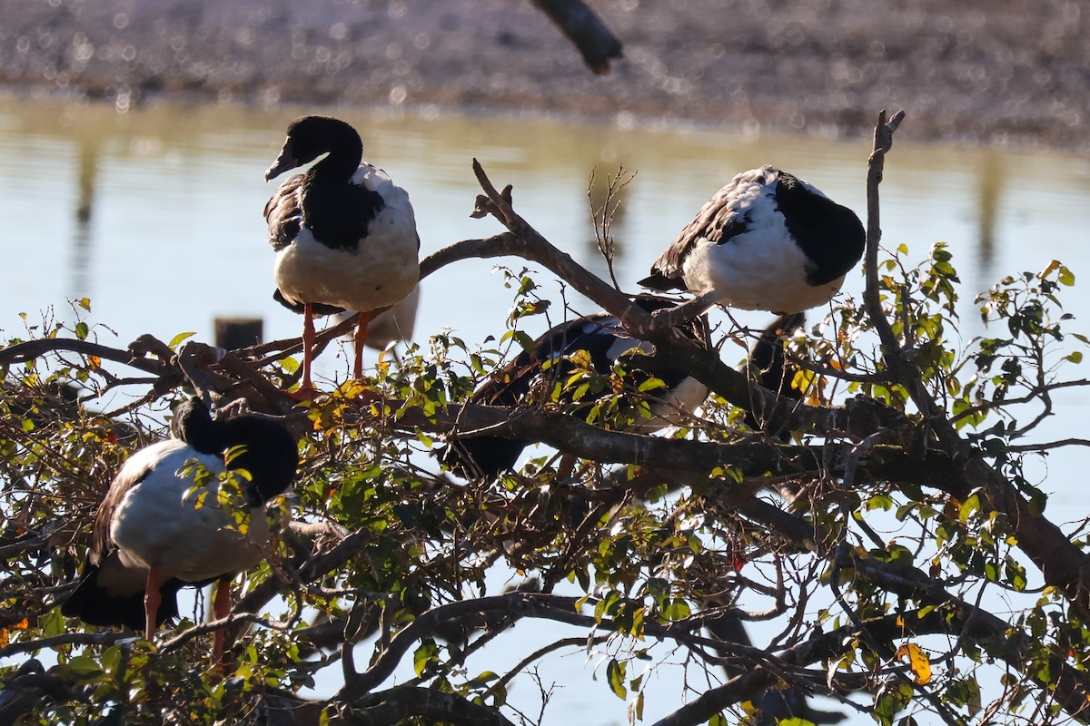 Magpie Goose - ML638972070