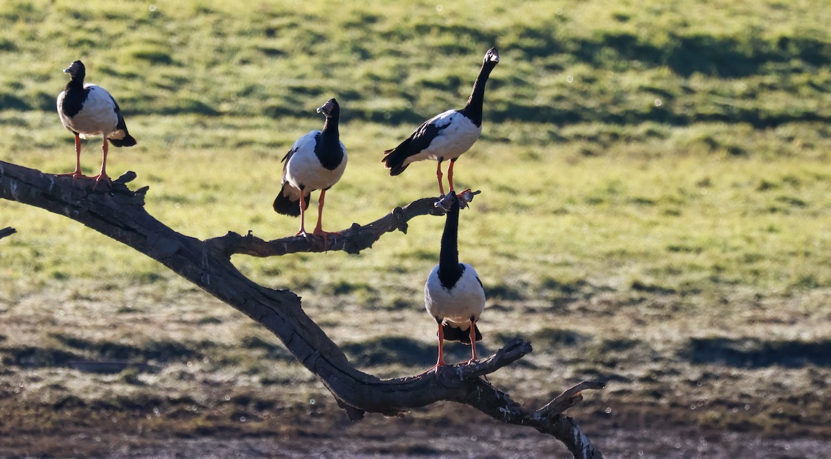 Magpie Goose - ML638972071