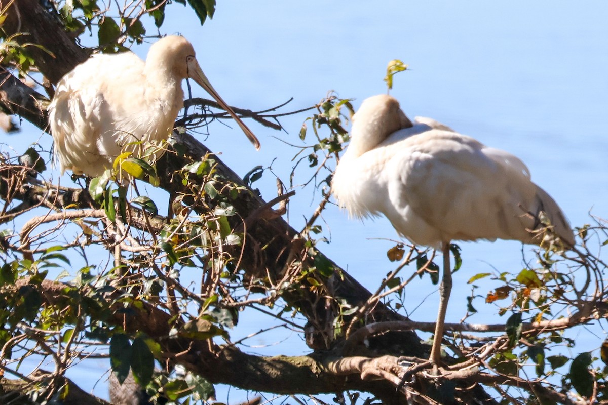 Yellow-billed Spoonbill - ML638972074