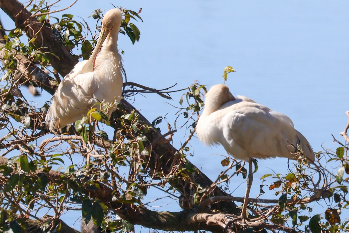 Yellow-billed Spoonbill - ML638972075