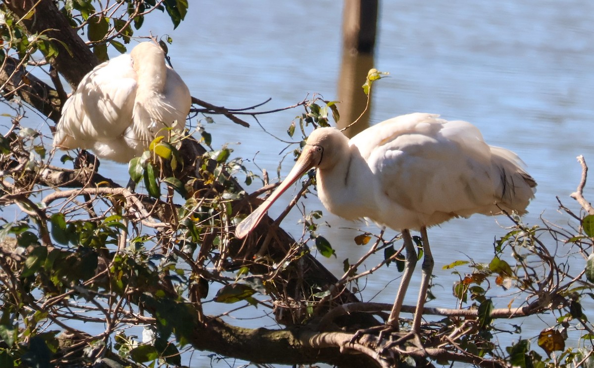 Yellow-billed Spoonbill - ML638972076