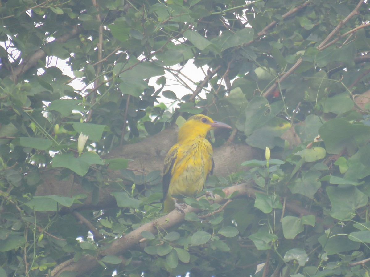 Black-naped Oriole (Philippine) - ML638972106
