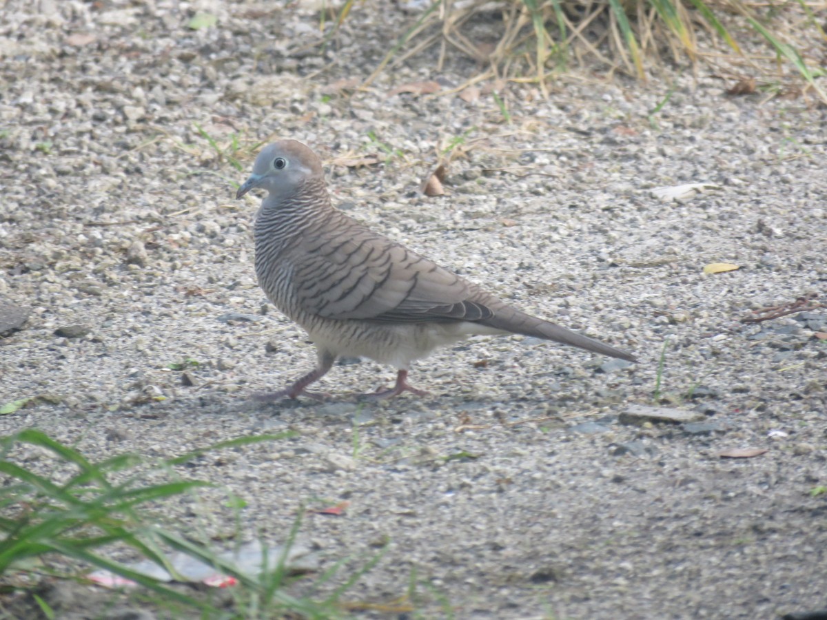 Zebra Dove - ML638972143