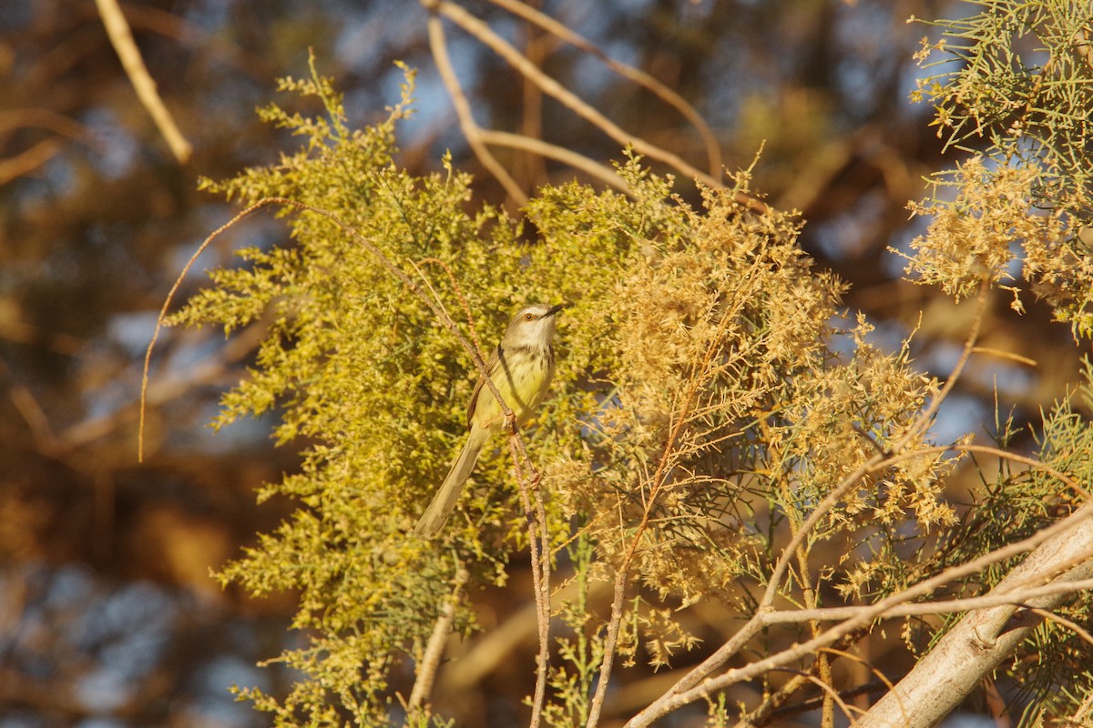 Black-chested Prinia - ML638972154
