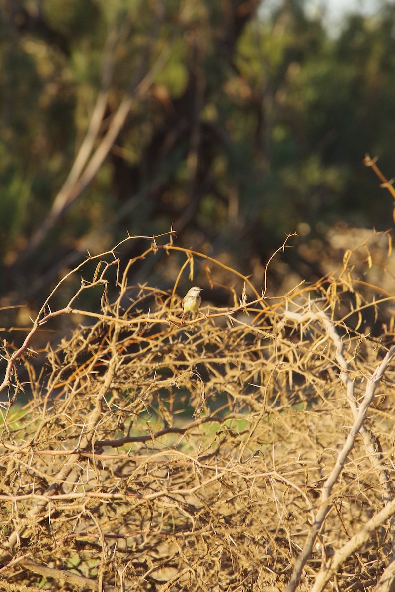 Black-chested Prinia - ML638972155