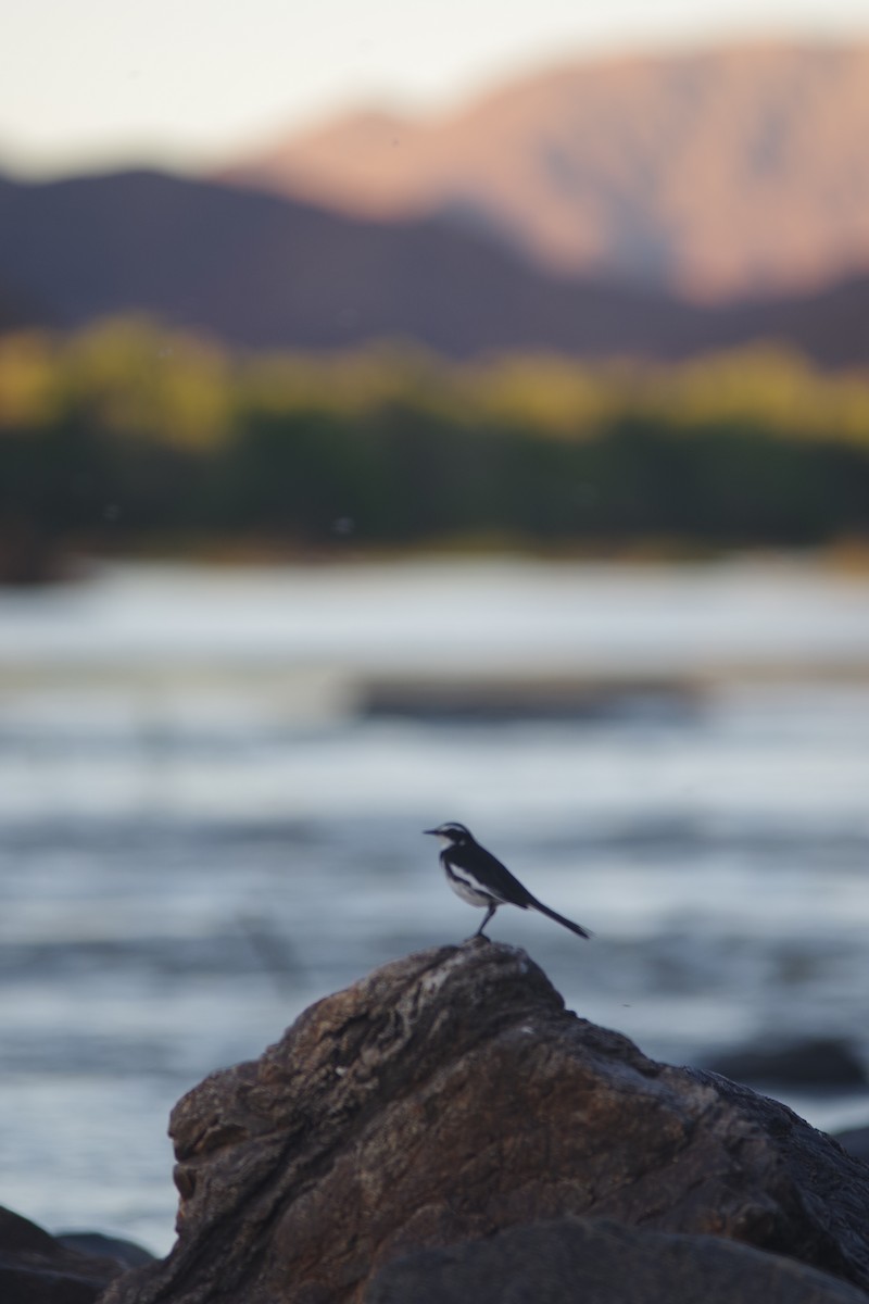 African Pied Wagtail - ML638972160