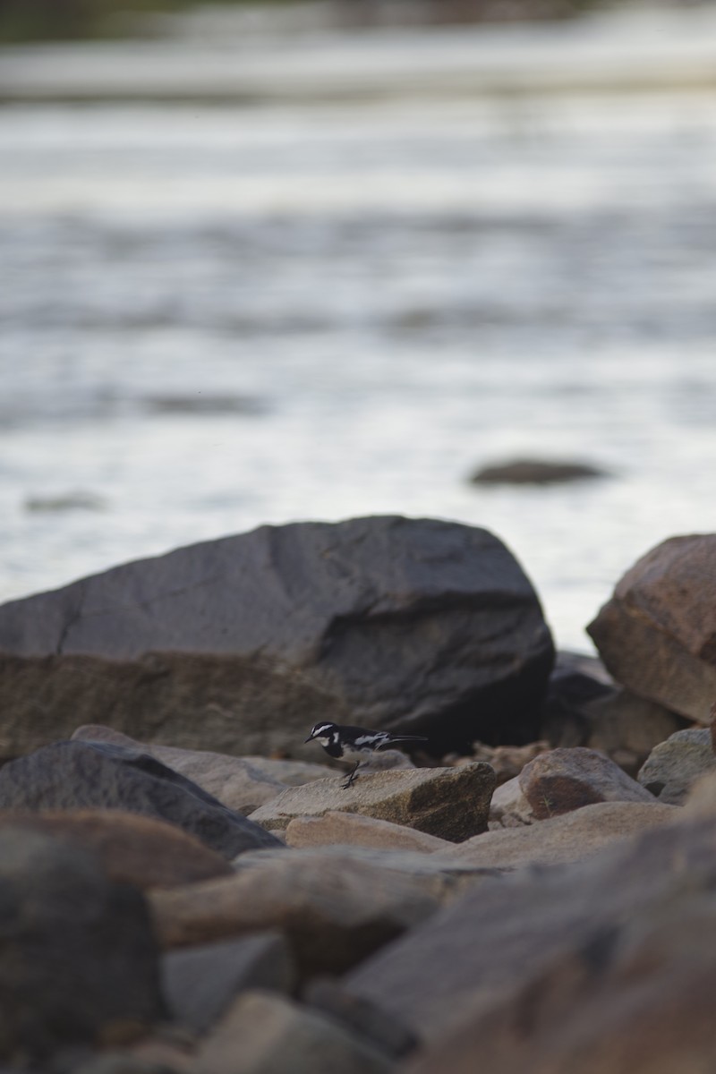 African Pied Wagtail - ML638972161