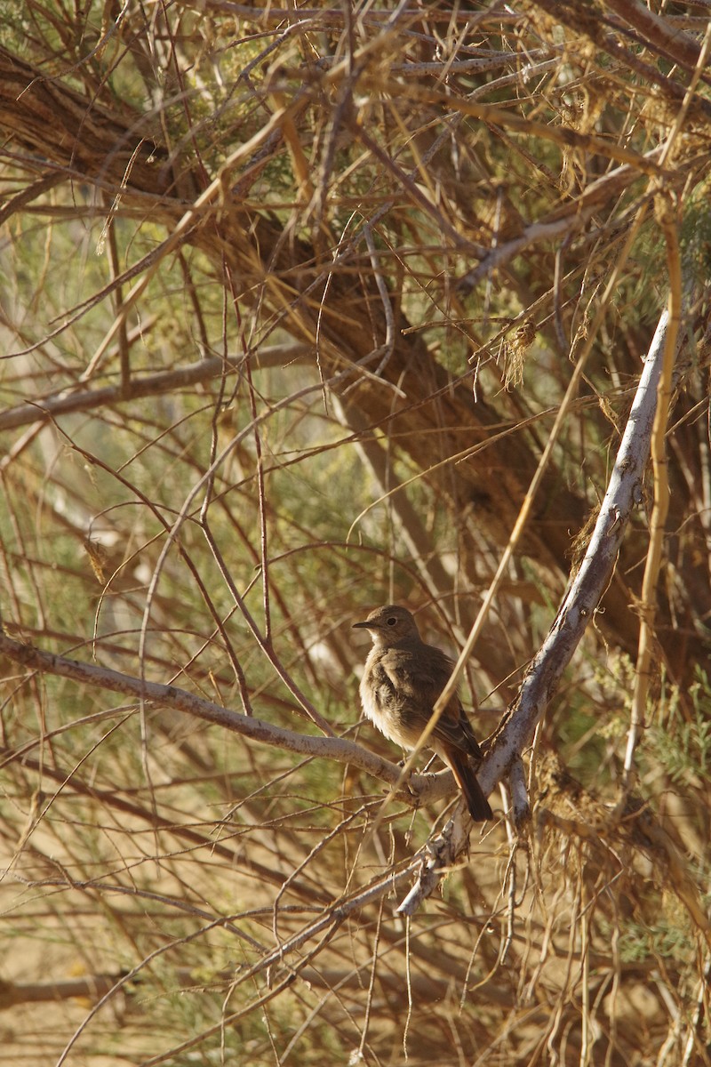 Familiar Chat - ML638972164