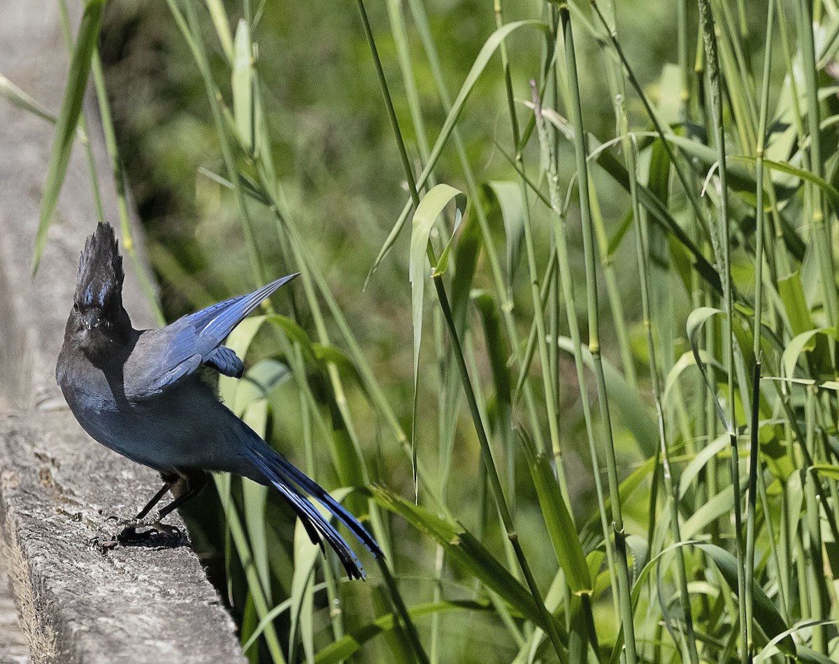 Steller's Jay - ML638972170