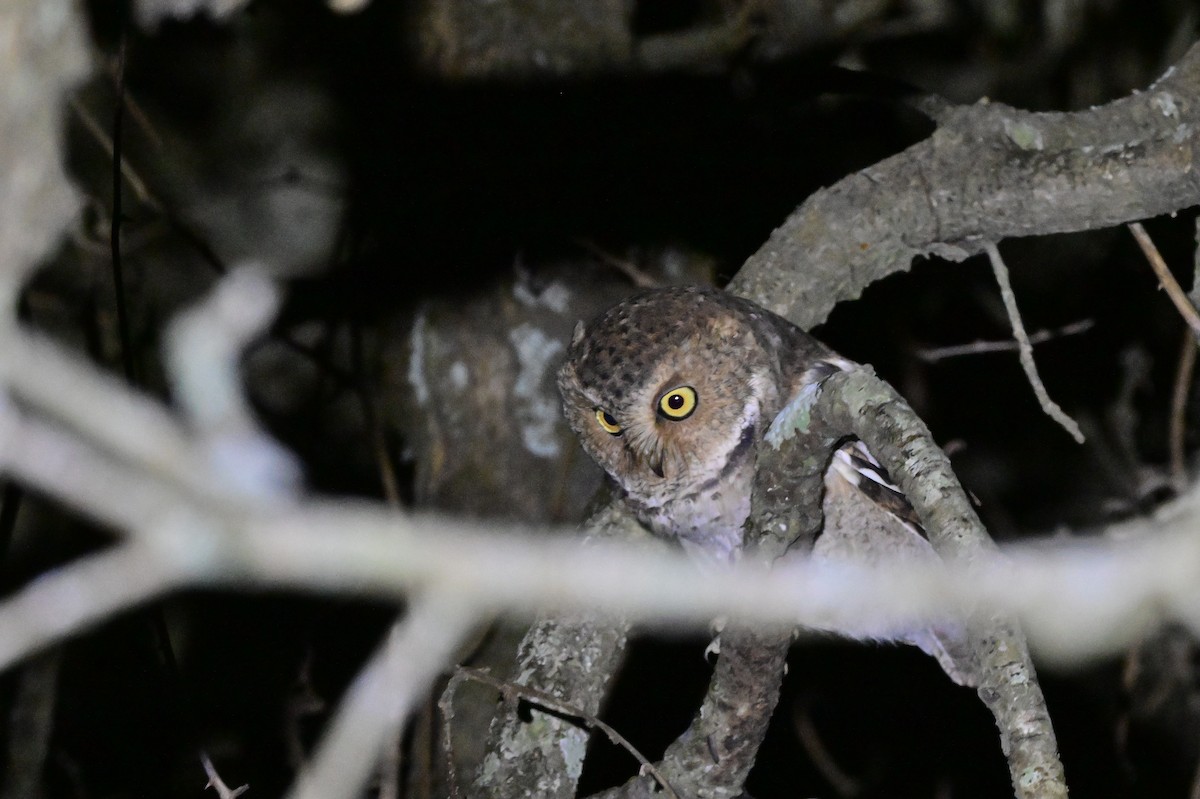 Mountain Scops-Owl - ML638972172