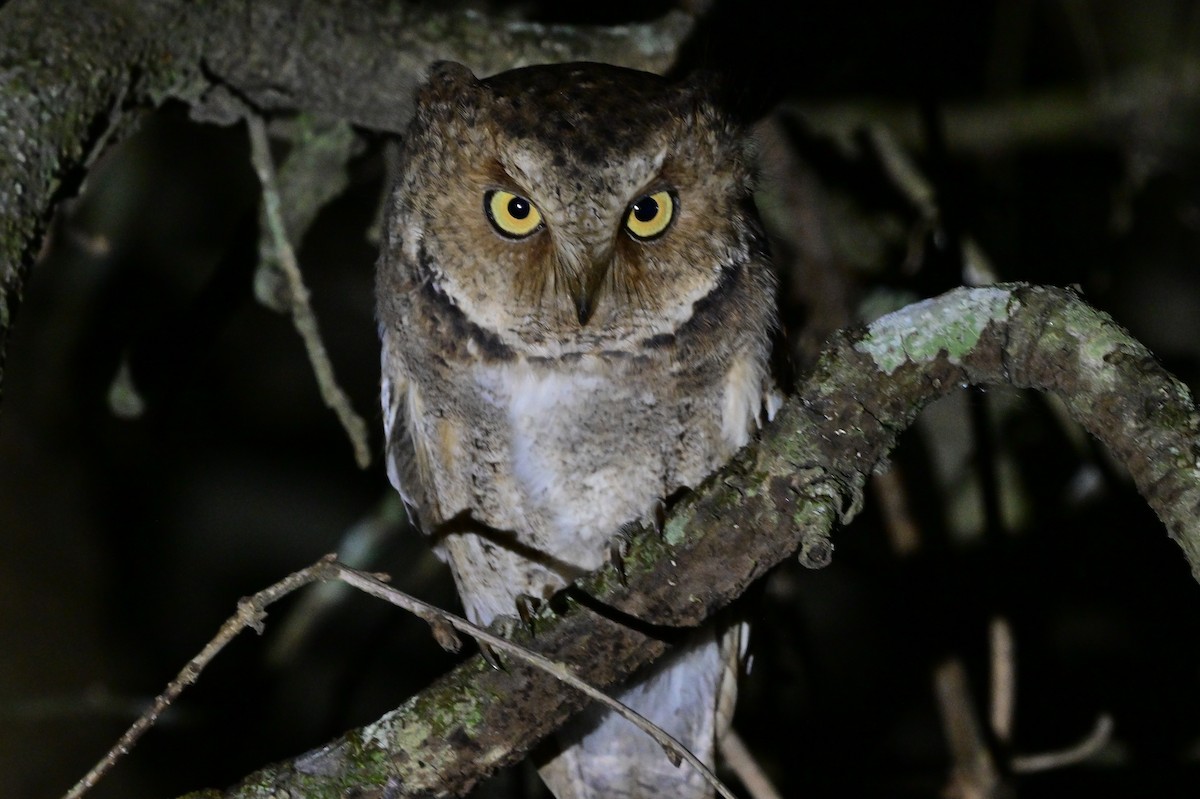 Mountain Scops-Owl - ML638972173
