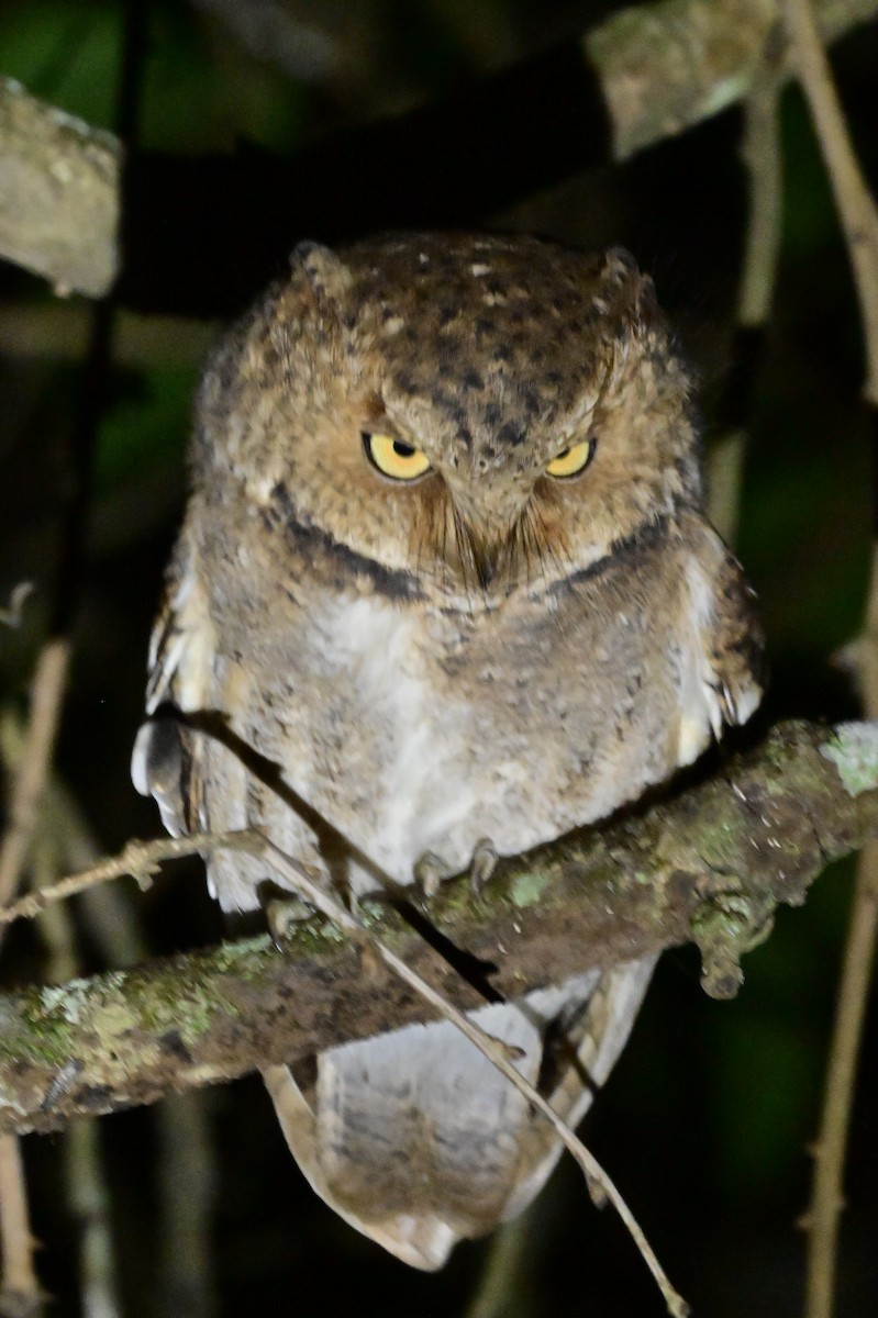 Mountain Scops-Owl - ML638972174
