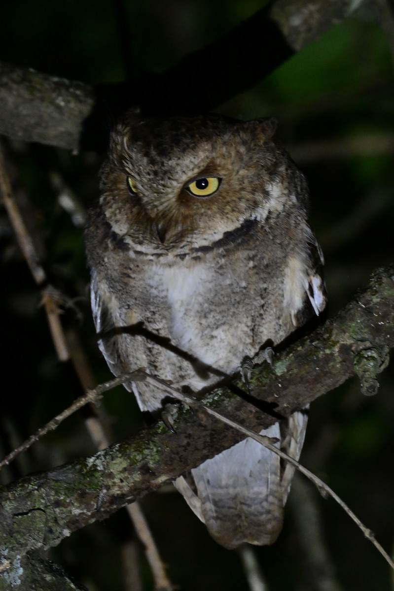 Mountain Scops-Owl - ML638972175