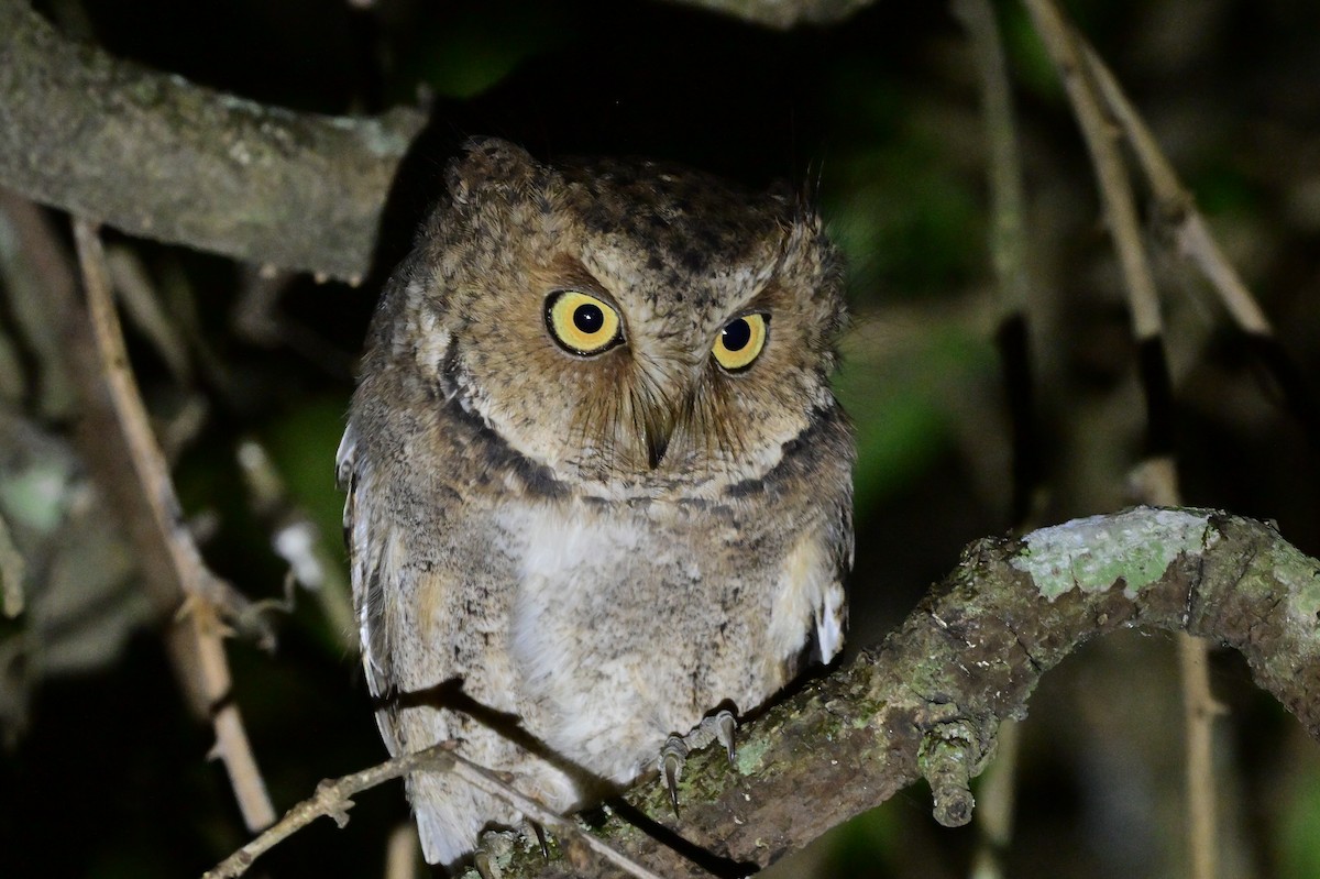 Mountain Scops-Owl - ML638972176