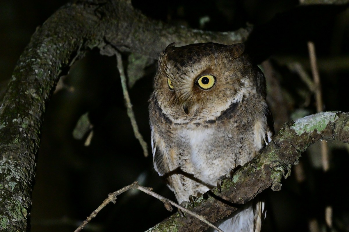 Mountain Scops-Owl - ML638972177