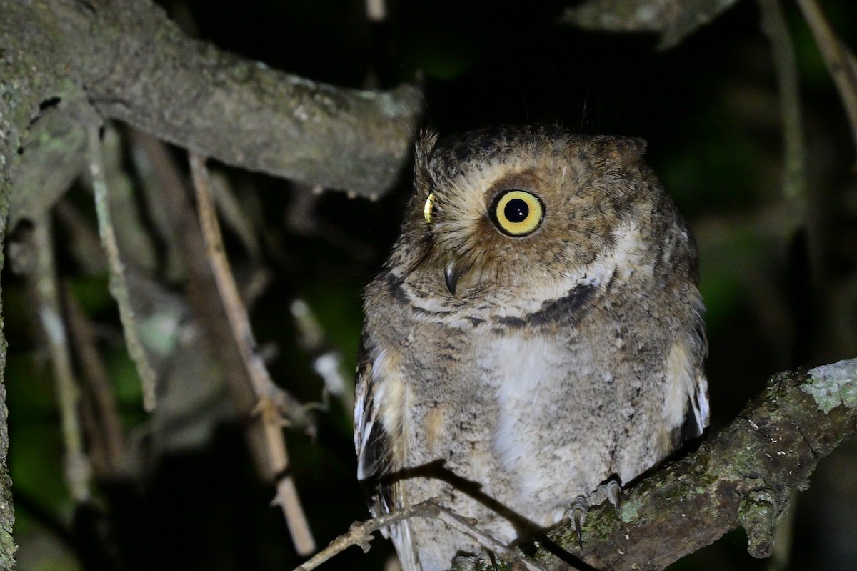 Mountain Scops-Owl - ML638972178