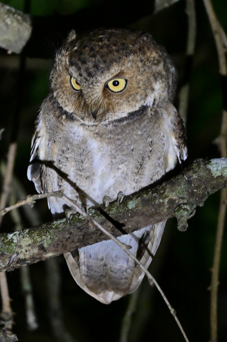 Mountain Scops-Owl - ML638972179