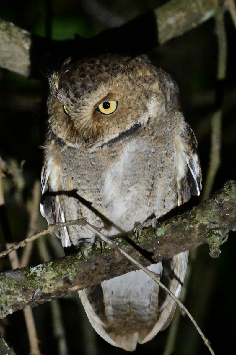 Mountain Scops-Owl - ML638972180