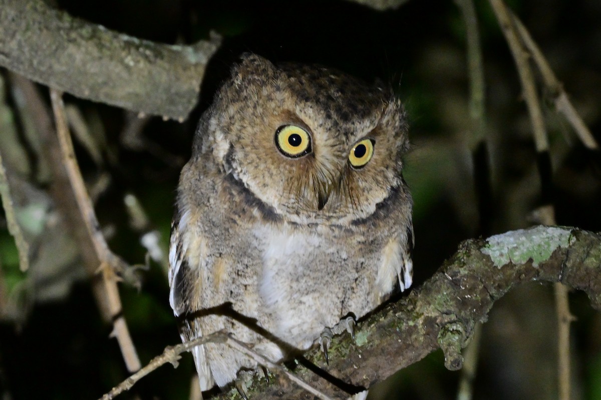 Mountain Scops-Owl - ML638972181