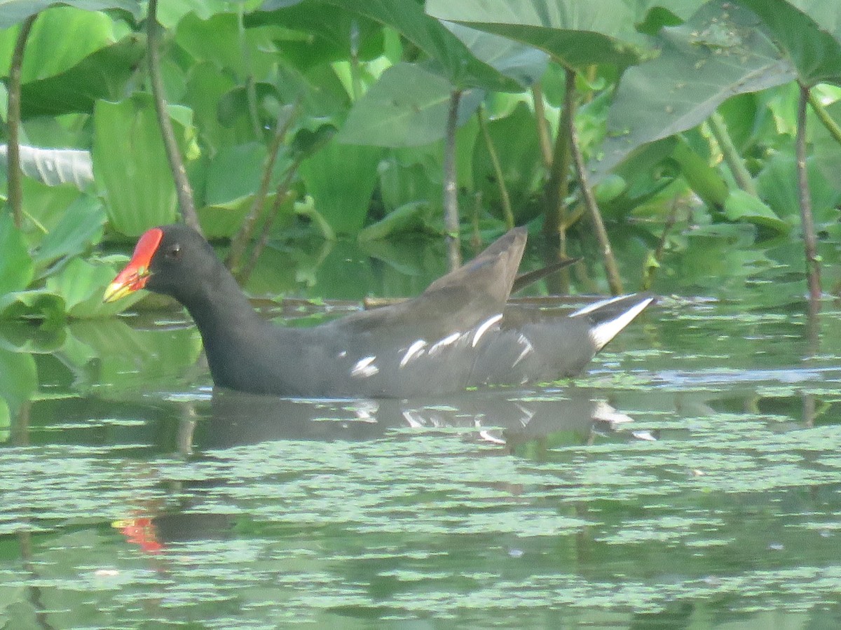Eurasian Moorhen - ML638972186