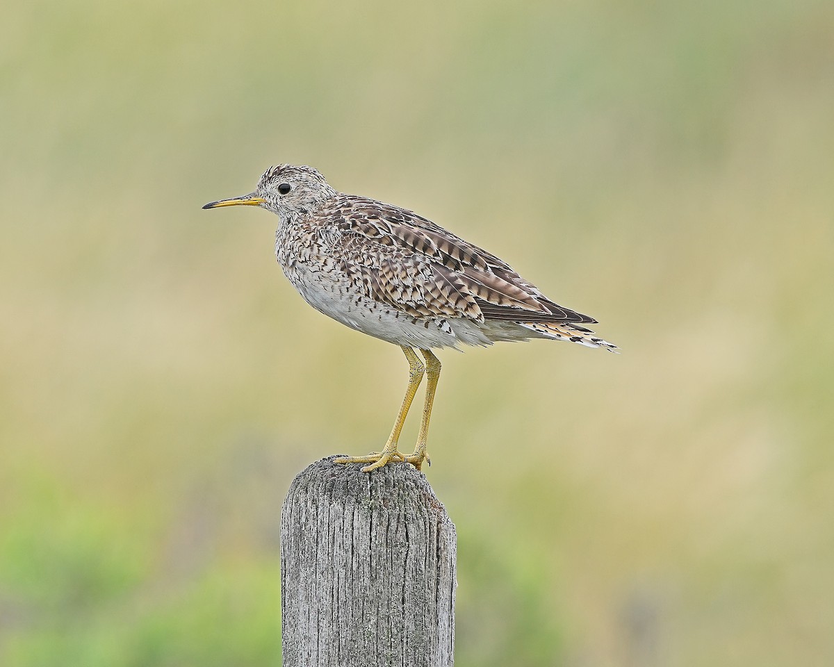 Upland Sandpiper - ML638972221
