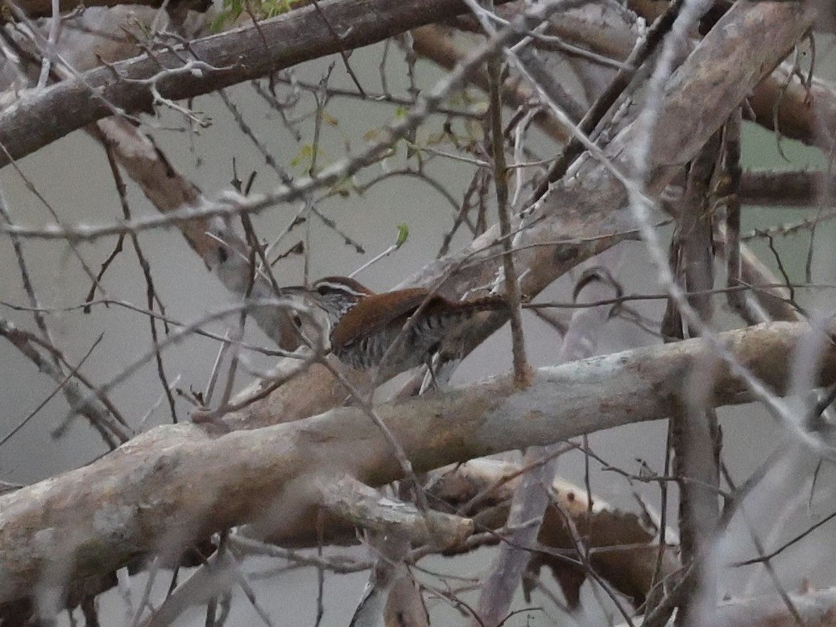 Banded Wren - ML638972261