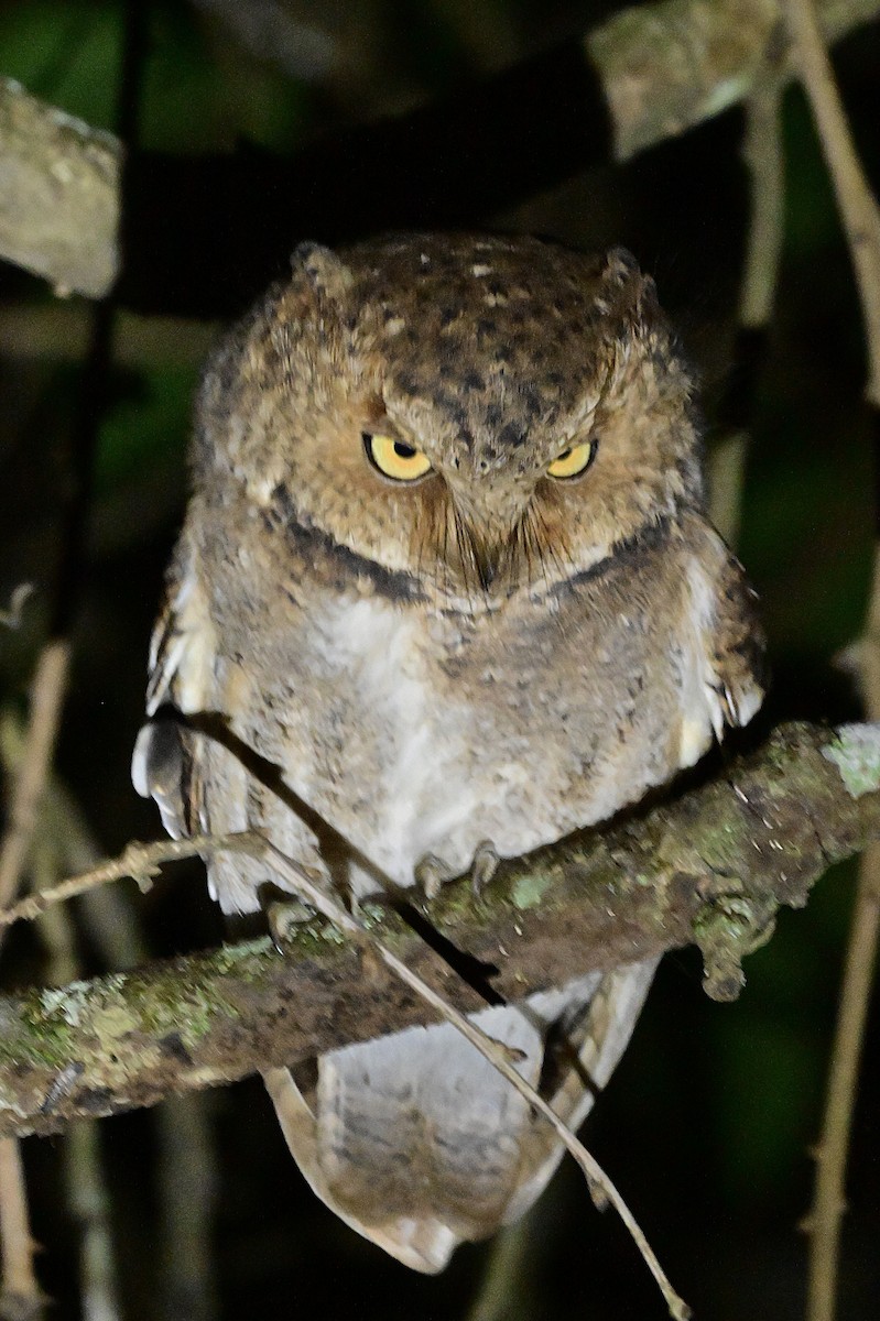 Mountain Scops-Owl - ML638972263