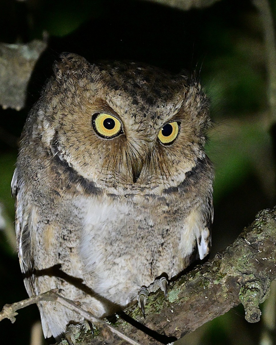 Mountain Scops-Owl - ML638972264
