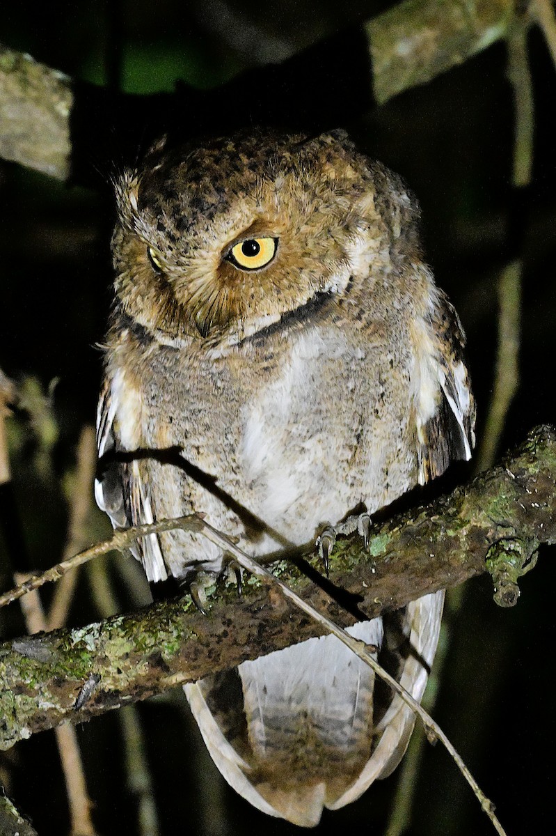 Mountain Scops-Owl - ML638972265