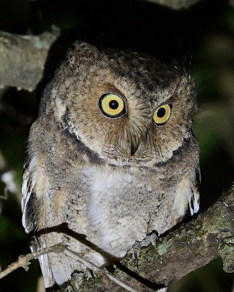 Mountain Scops-Owl - ML638972266