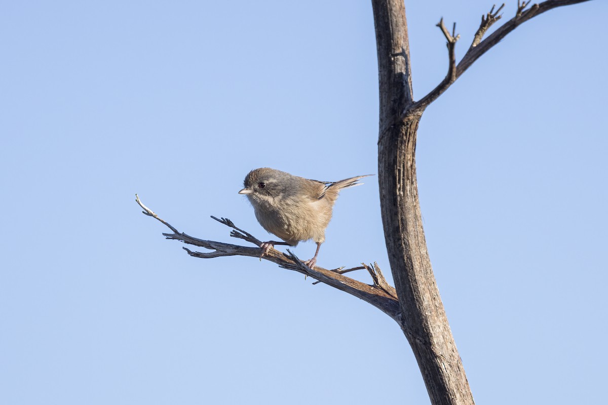 Pipipi - ML638972274