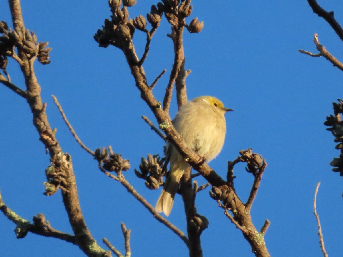 White-plumed Honeyeater - ML638972325