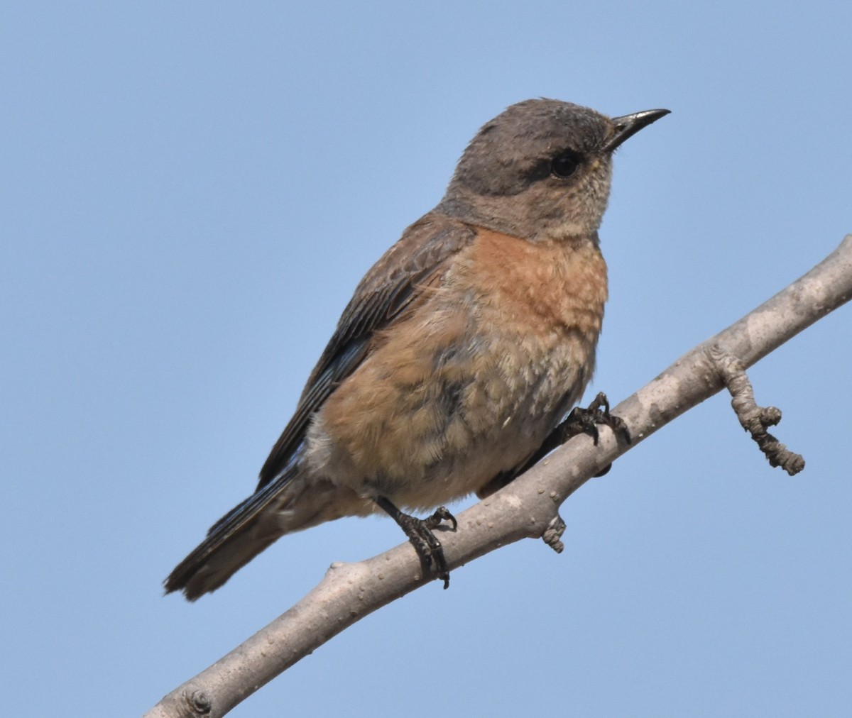Western Bluebird - ML638972331