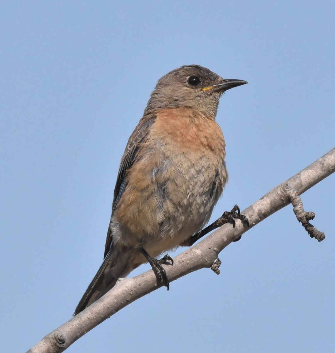 Western Bluebird - ML638972332