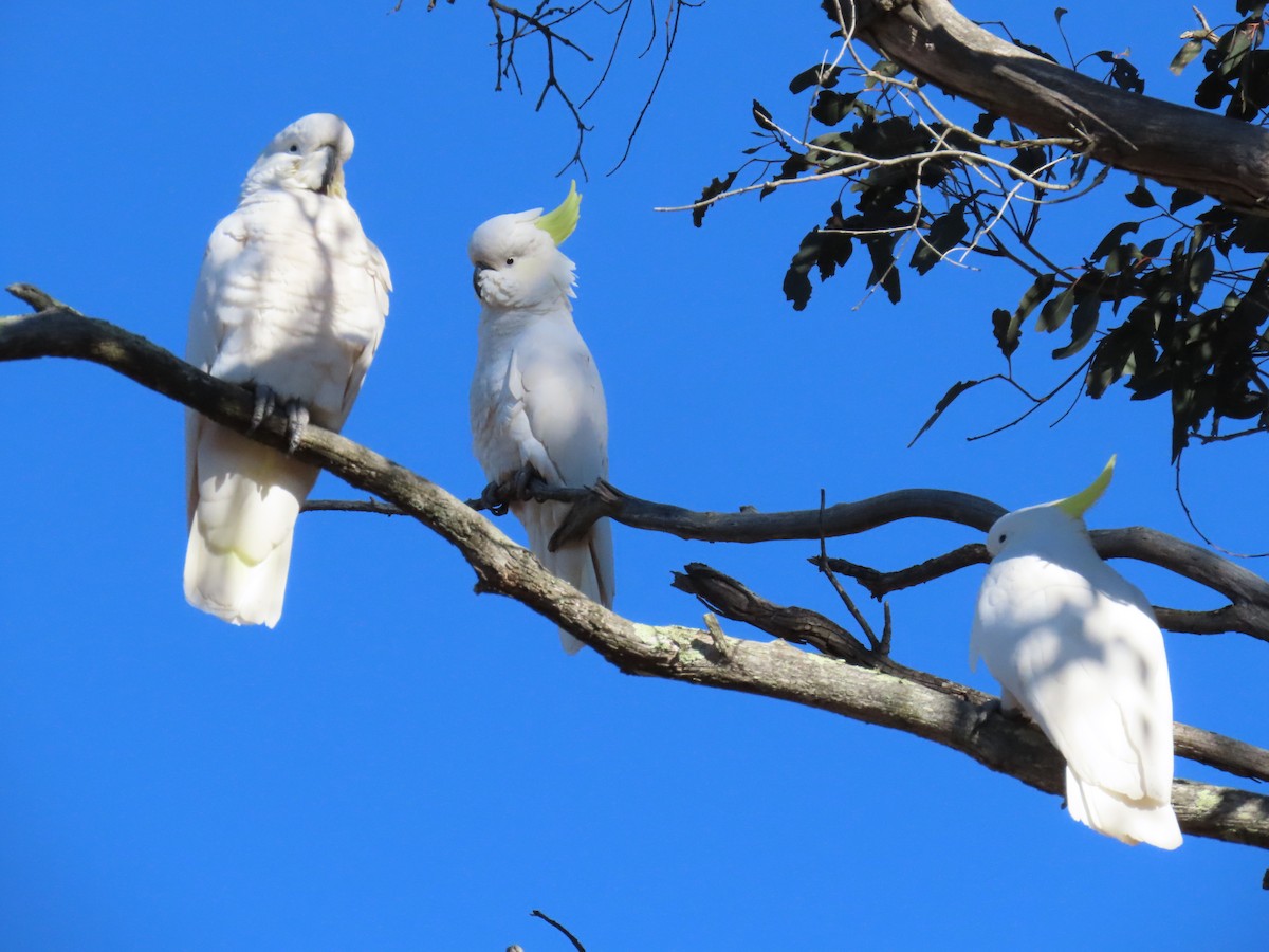 Sulphur-crested Cockatoo - ML638972334