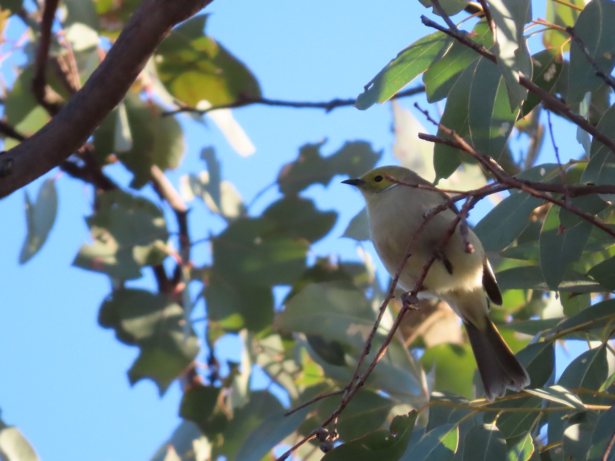 White-plumed Honeyeater - ML638972408